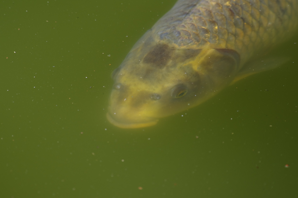 貝喰みの池_人面魚3
