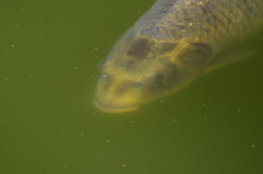 貝喰みの池_人面魚3