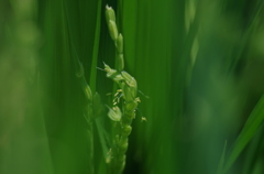 イネ開花2