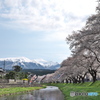 2025.4.17_中山河川公園1