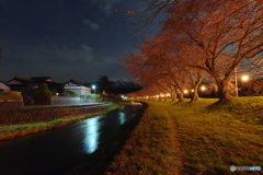月夜の夜桜4