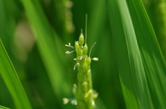 イネ開花1