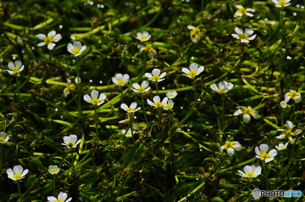 梅花藻通信_2016.2