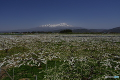 梨の花の絨毯