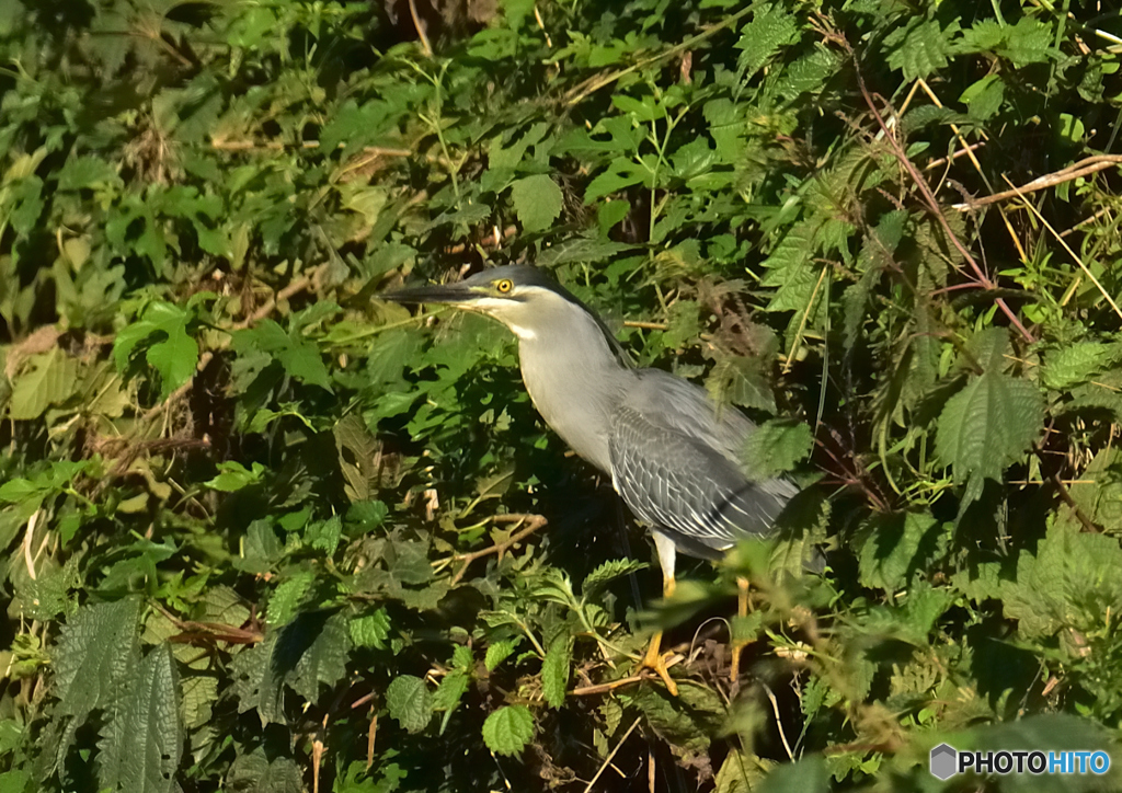 丸池周辺の･･･ササゴイ2