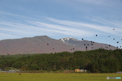 カラスの大群と鳥海山
