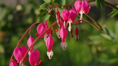 庭の花1