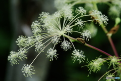 山の線香花火1