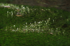 牛渡り_梅花藻