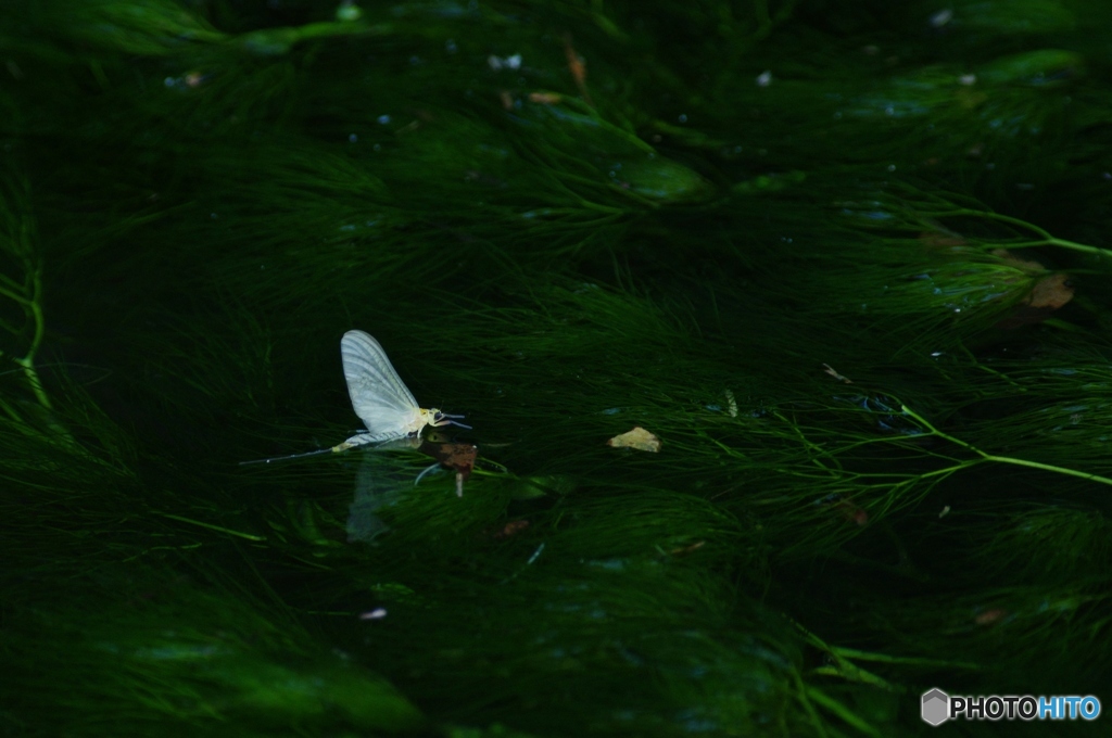 梅花藻と蜻蛉