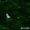 梅花藻と蜻蛉