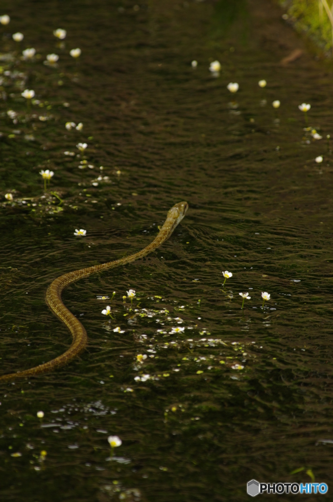 丸池周辺の生き物3