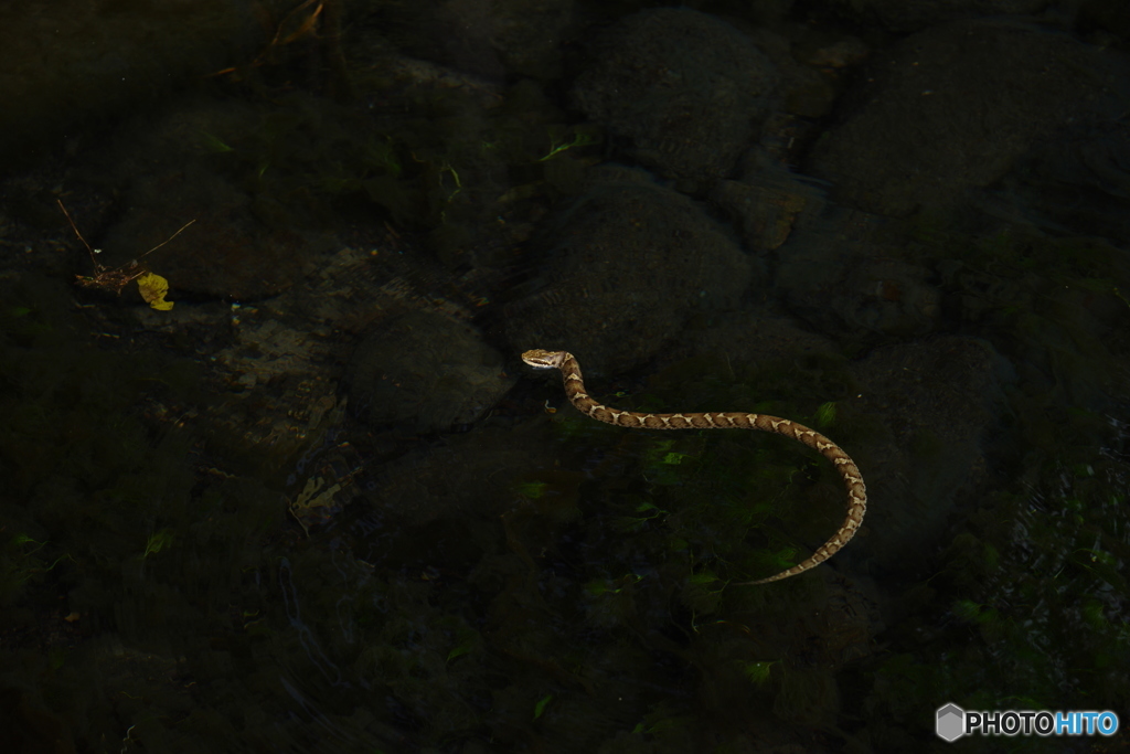丸池周辺の生き物_マムシ1