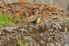 丸池周辺のカワセミ2
