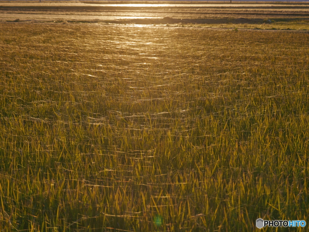 夕日に光る蜘蛛の糸-4