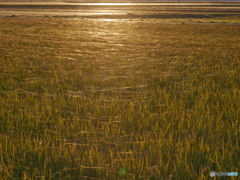 夕日に光る蜘蛛の糸-4