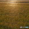 夕日に光る蜘蛛の糸-4