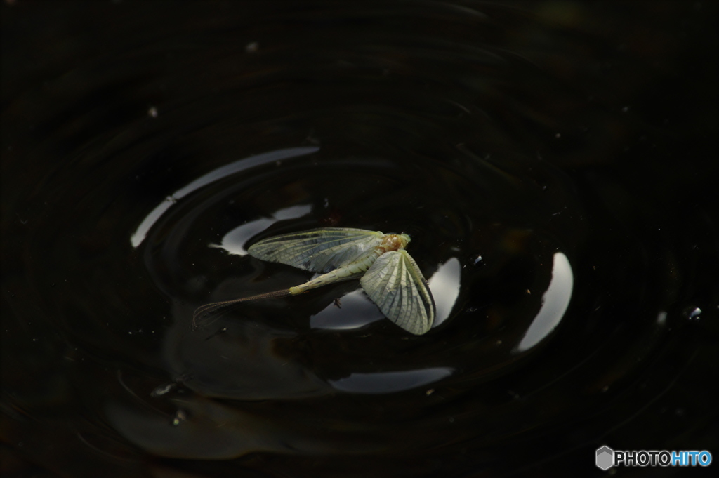 丸池周辺の蜻蛉3
