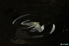 丸池周辺の蜻蛉3
