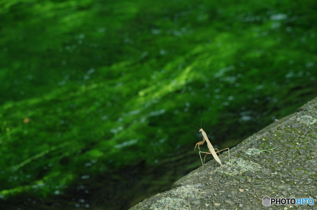 牛渡川を見つめるカマキリ