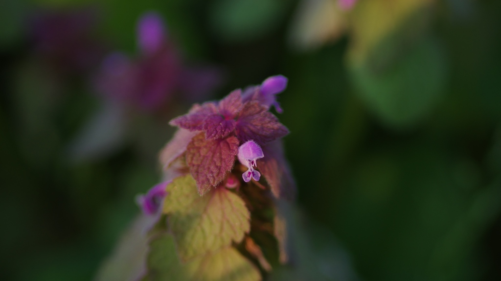 あぜ道の花1