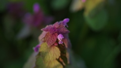 あぜ道の花1