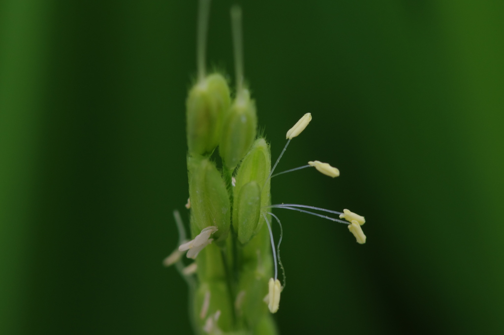イネ開花5