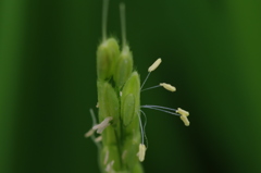 イネ開花5
