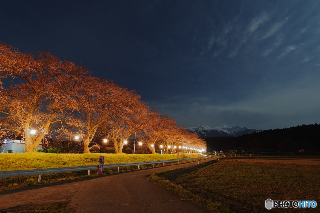 月夜の夜桜6