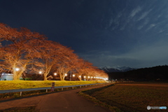 月夜の夜桜6