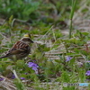 丸池周辺の・・・鳥2