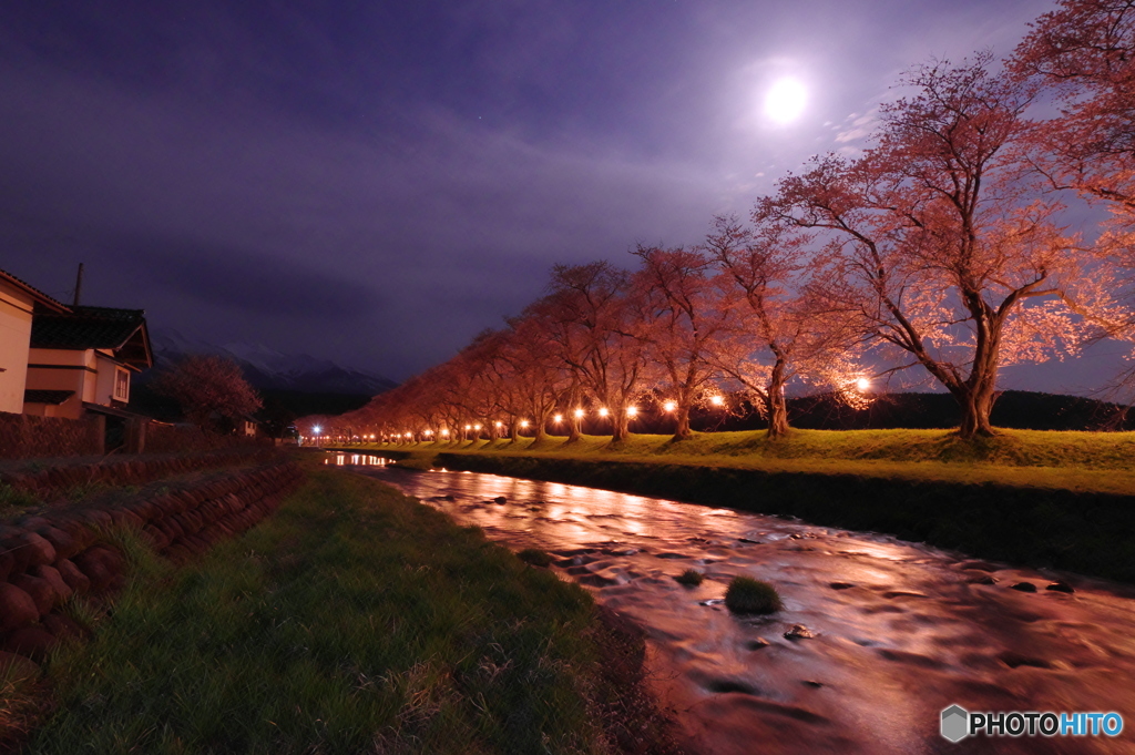 月夜の夜桜2