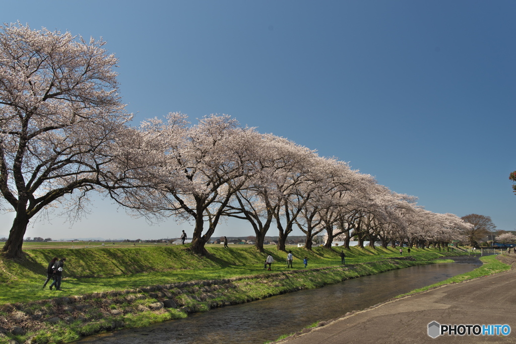 中山河川公園_4.17_桜7