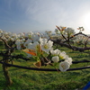 梨の花はこれから満開