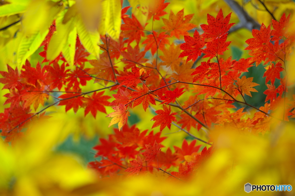 二の滝付近の紅葉1