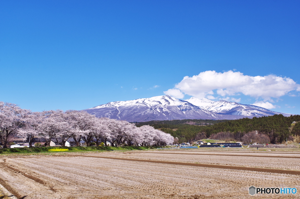 2021_中山河川公園の桜と鳥海山