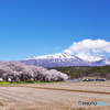 2021_中山河川公園の桜と鳥海山