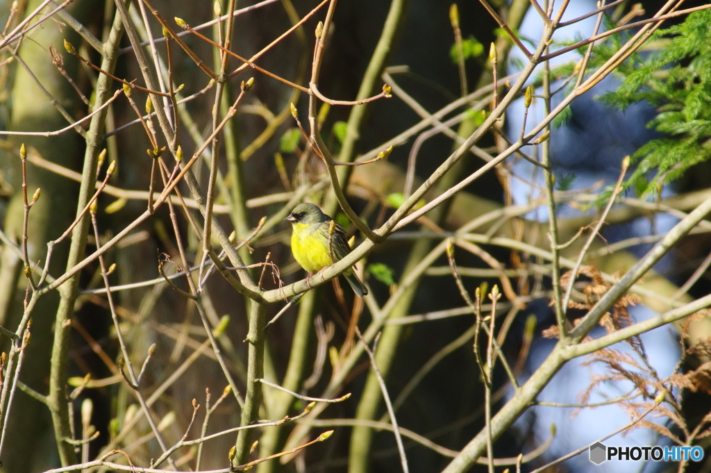 丸池周辺のカワラヒラ1