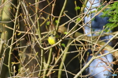丸池周辺のカワラヒラ1