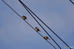 さぁ！コタツの上で、電線音頭