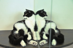 猫
