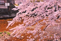 高山市の桜