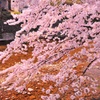 高山市の桜