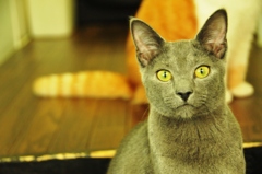 猫