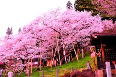 臥龍桜