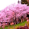 臥龍桜