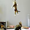 降る猫