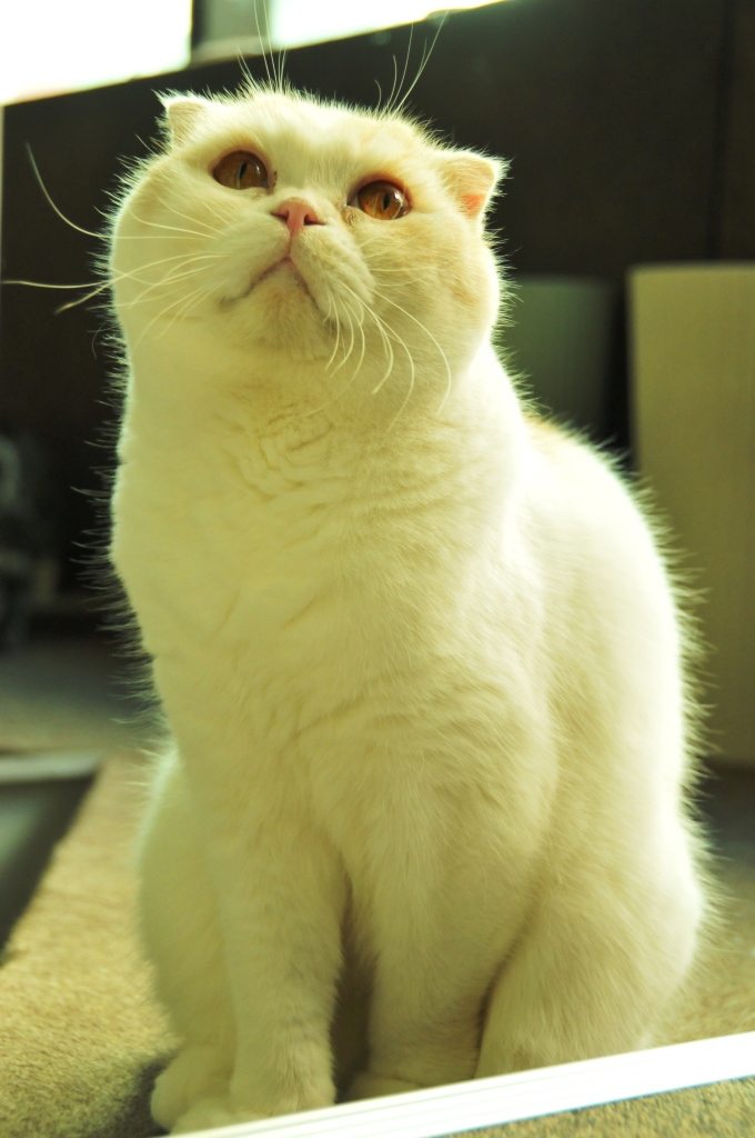 猫