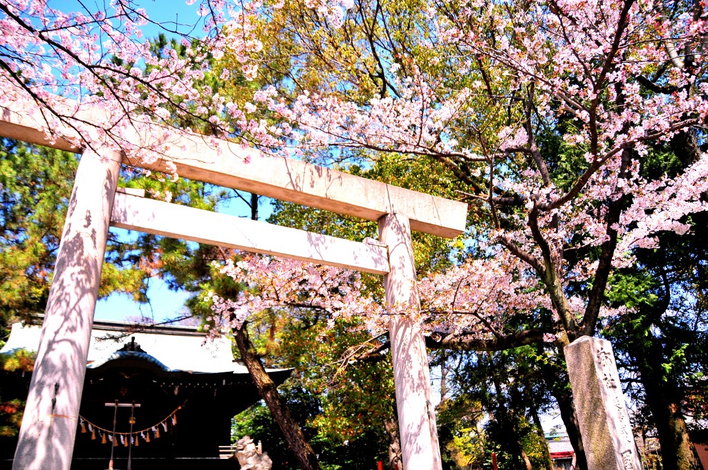 神社の桜