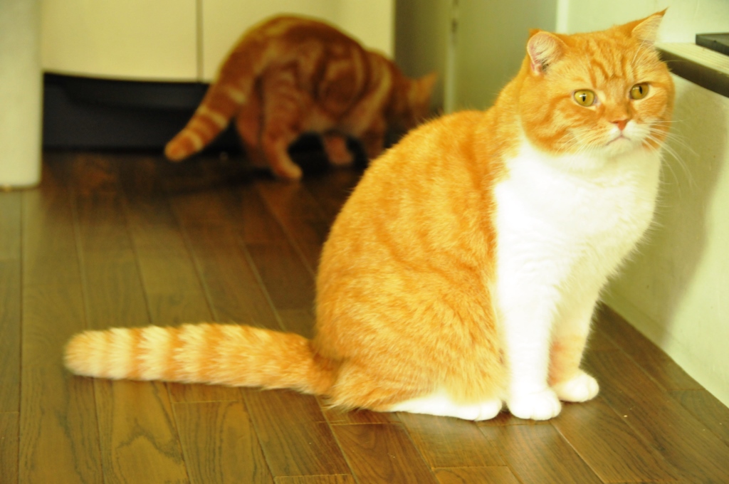 猫